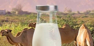 Amfanin Nonon Raƙumi A Jikin Ɗan Adam Amfani nonon rakumi a jikin dan adam