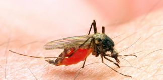 Mene Ne Zazzaɓin Cizon Sauro (Malaria) Zazzaɓin Cizon Sauro (Malaria)