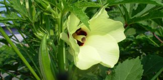 Halittun Tsirrai A Najeriya Najeriya