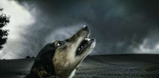 Addu’a Idan Aka Ji Haushin Karnuka Da Daddare Haushin Karnuka