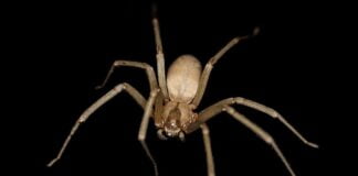 Tatsuniyar Gizo Da Namun Daji Tatsuniyar Gizo