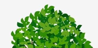 Falalar Dasa Bishiya Falalar Dasa Bishiya