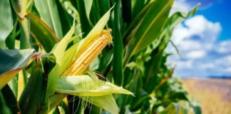 Jagoran Noman Masara A Nijeriya Masara