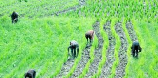 Jagoran Noman Shinkafa A Nijeriya Shinkafa