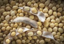 Jagoran Noman Waken Soya Waken Soya