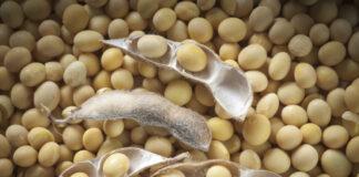 Jagoran Noman Waken Soya Waken Soya