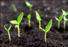 Yadda Ake Noman Wake Noman Wake