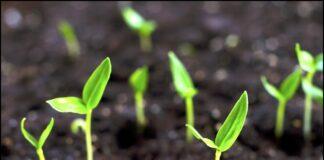 Yadda Ake Noman Wake Noman Wake