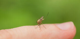 Malaria malaria