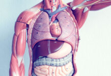 Physiology da Hausa Kashi na Takwas: Gastrointestinal System(Sashin Sarrafa Abinci) Physiology da Hausa Kashi na Takwas: GIT (Sashen Niƙa da Sarrafa Abinci)