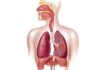 Physiology da Hausa Kashi na Bakwai: Respiratory System (Sashin Numfashi) Physiology da Hausa Kashi na Bakwai: Respiratory System (Sashin Numfashi)
