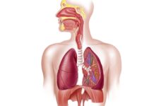 Physiology da Hausa Kashi na Bakwai: Respiratory System (Sashin Numfashi) Physiology da Hausa Kashi na Bakwai: Respiratory System (Sashin Numfashi)