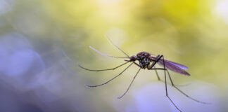 Shin Sauro Yana Yaɗa Cutar HIV/AIDS?