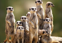 Damakwaraɗiyya A Tsakanin Dabbobi Damakwaraɗiyya A Tsakanin Dabbobi: