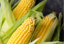 Dabarun Bunƙasa Noman Masara