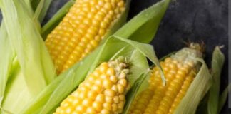 Dabarun Bunƙasa Noman Masara