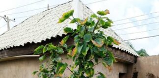 Waƙar Baƙar Rama (Ta Haruna Uji)