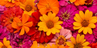 Sunayen Watanni Da Hausa (Gargajiya)