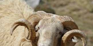 Addu’ar Da Ake Yi Idan Za a Yanka Dabba Ko Soke Ta