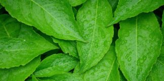 Amfanin Ganyen Shuwaka Ga Lafiyar Ɗan Adam