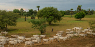 Nason Al’adun Baƙi Maƙwabta Na Kusa A Wanzancin Hausawa