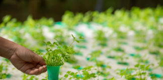 Waiwaye Kan Tattalin Arzikin Hausawa Na Gargajiya