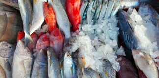 Sunayen Wasu Kifin Hausa