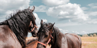 Yadda Wasu Kayan Da Hausawa Ke amfani Da Su Ga Doki Suke