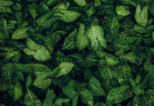 Tatsuniyar Budurwa Mai Neman Ganyen Miya