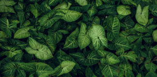 Tatsuniyar Budurwa Mai Neman Ganyen Miya