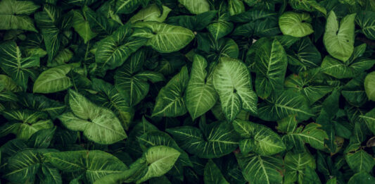 Tatsuniyar Budurwa Mai Neman Ganyen Miya