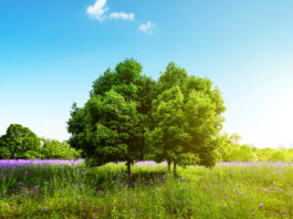 Tatsuniyar Dagaci Da Malaminsa