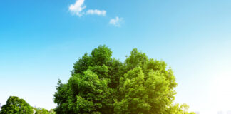 Tatsuniyar Dagaci Da Malaminsa