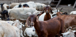 Waƙa Mai Taken Haƙƙin Dabbobi