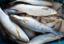 Tatsuniyar ’Yan Mata Masu Kamun Kifi