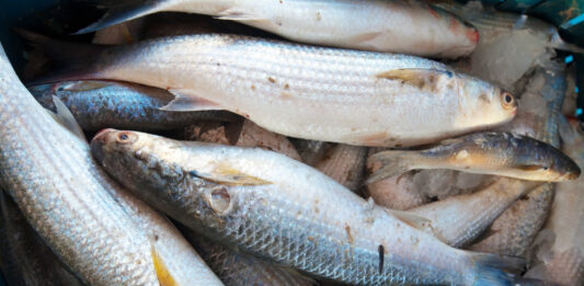 Tatsuniyar ’Yan Mata Masu Kamun Kifi