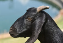 Yadda Aka Yi Bautar Kurmin Jakara A Kano