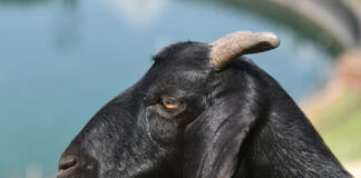 Yadda Aka Yi Bautar Kurmin Jakara A Kano