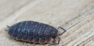 Waƙa Mai Taken Masha-Jini