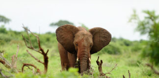 Tatsuniyar Gizo Da Giwa