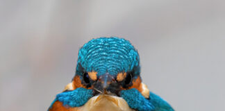 Tatsuniyar Cilakowa Da Kodokodo