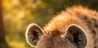 Tatsuniyar Kurege Da Kura (Na Biyu)