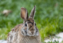 Tatsuniyar Zomo Da Damo