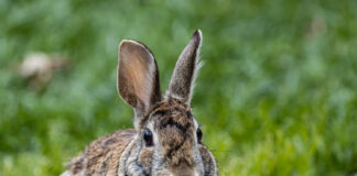 Tatsuniyar Zomo Da Damo