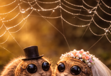 Tatsuniyar Gizo Da Matarsa Ƙoƙi