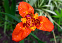 Tatsuniyar ‘Yar Sarkin Da Ta Saci Ɗinya