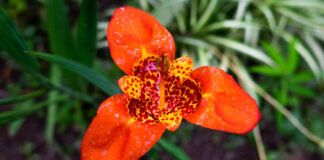 Tatsuniyar ‘Yar Sarkin Da Ta Saci Ɗinya