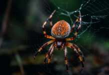 Tatsuniyar Cin Kasuwar Sama