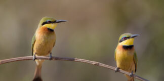 Tatsuniyar Talipaku Da Kurciya