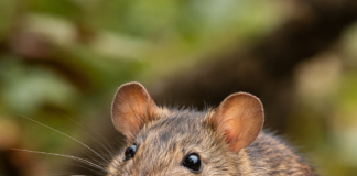 Tatsuniyar Gizo Da Damon Sarki